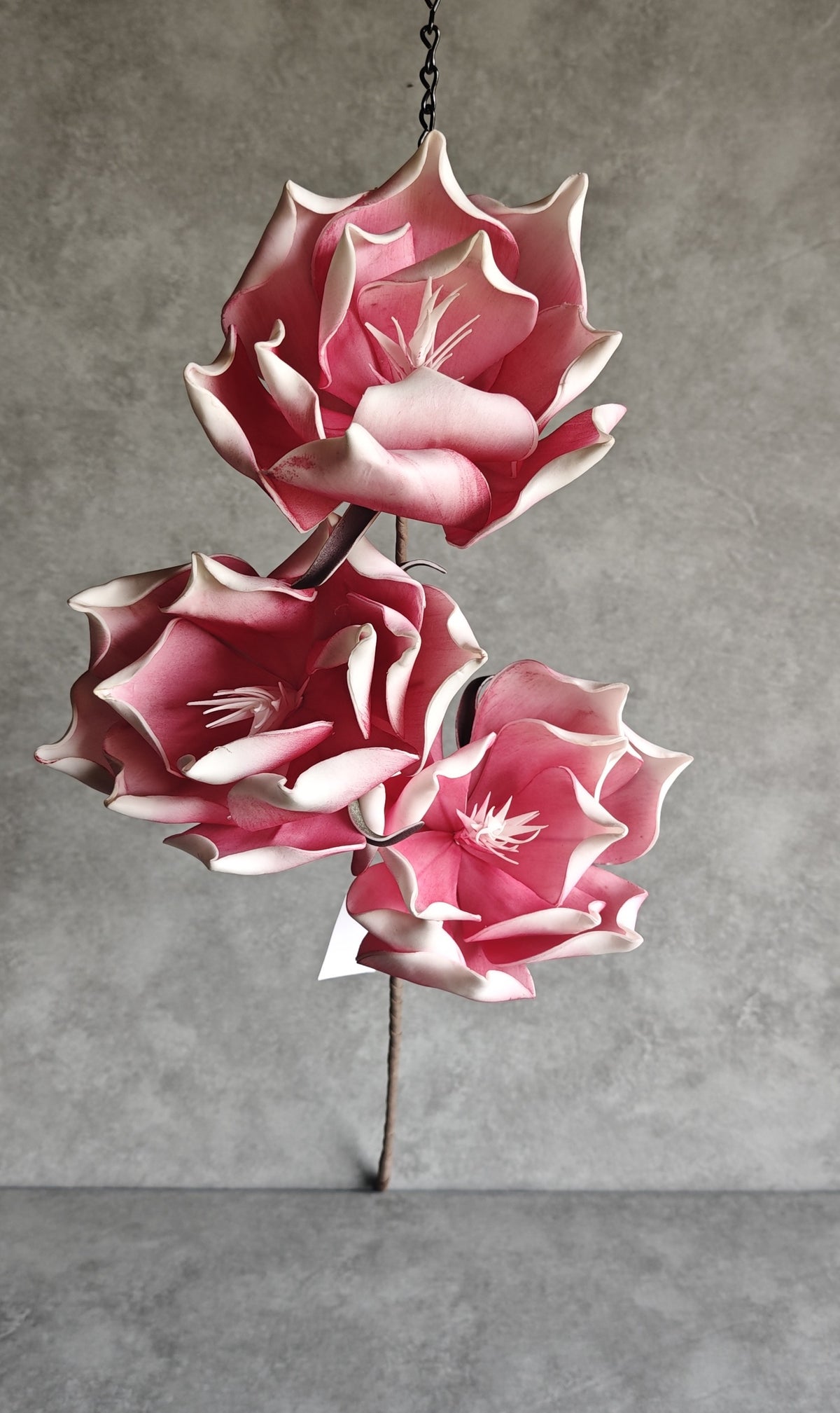 Rozā magnolijas ziedu zars